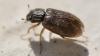 Helophorus sp.